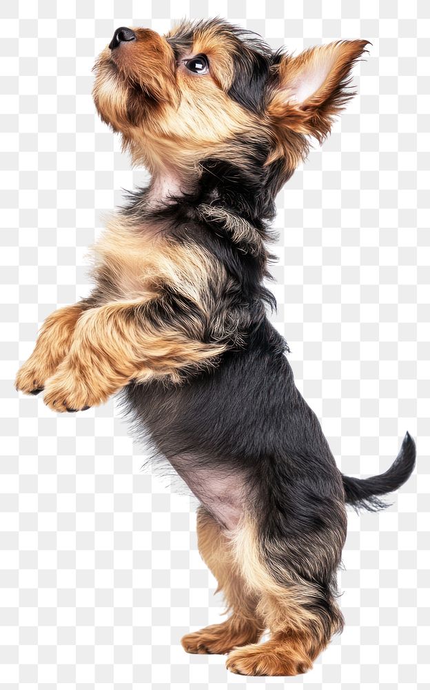 PNG Yorkshire Terrier puppy standing terrier yorkshire canine.