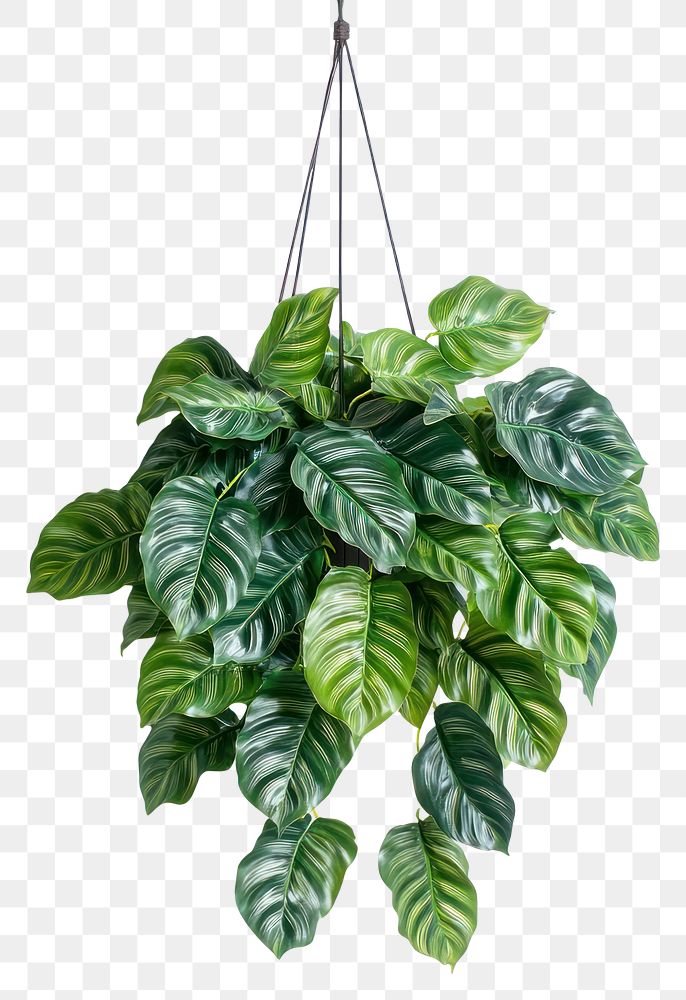 PNG Real calathea plant hanging leaf hanging plant.