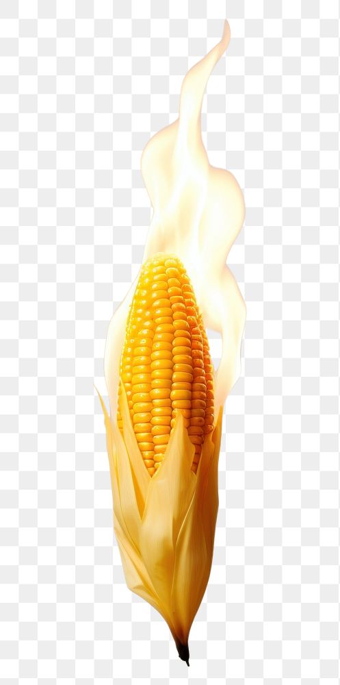 PNG Plant corn food freshness.