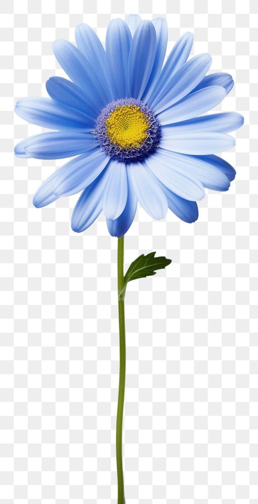 PNG  Blue daisy flower plant white. AI generated Image by rawpixel.