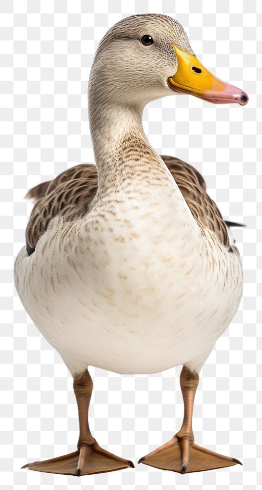 PNG  Duck animal goose white. AI generated Image by rawpixel.