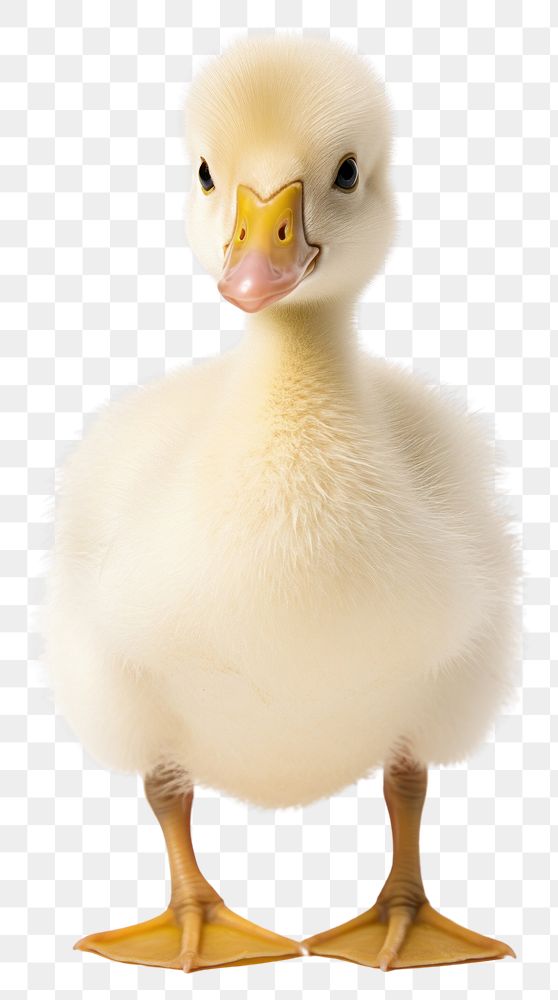 PNG  Litter cute duck wildlife animal mammal. AI generated Image by rawpixel.