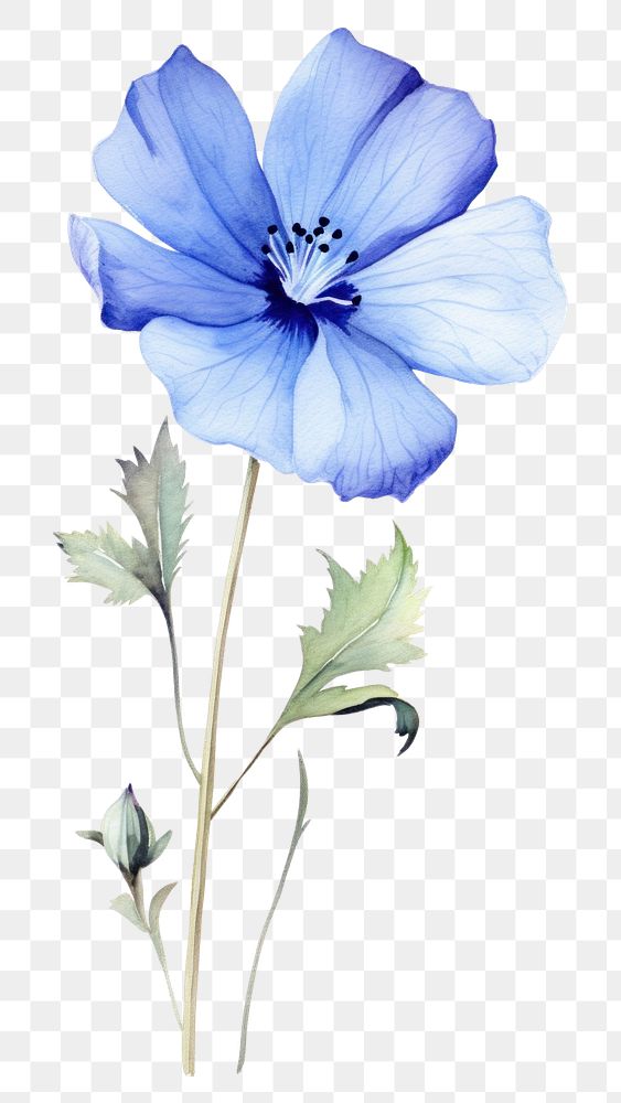 PNG Blue my mind flower petal plant inflorescence
