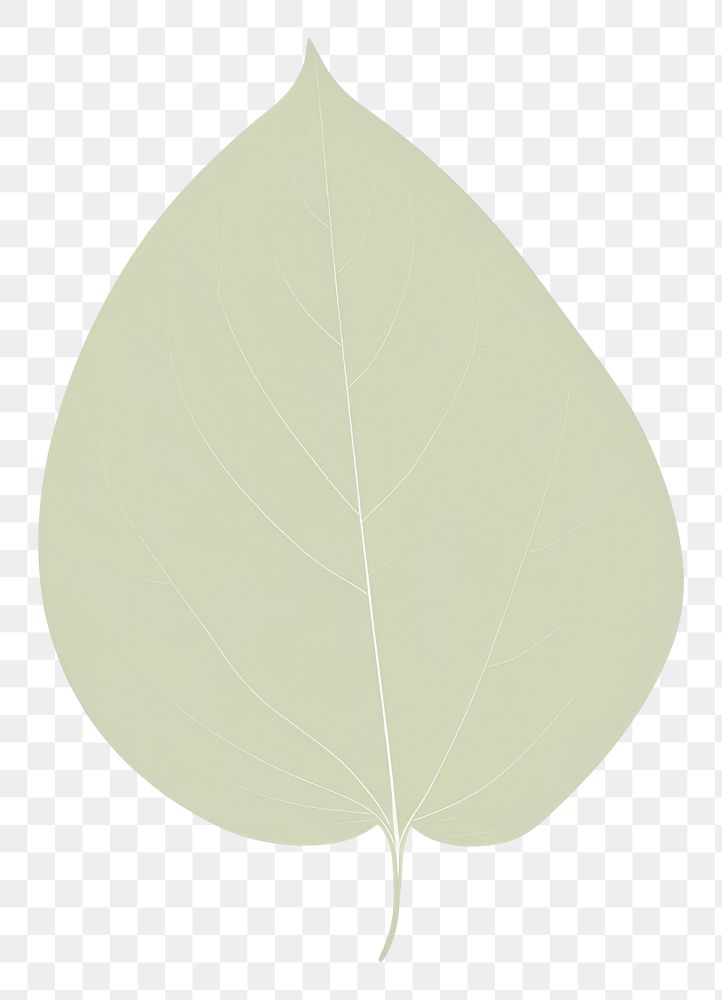 PNG  Leaf plant white background pattern. AI generated Image by rawpixel.