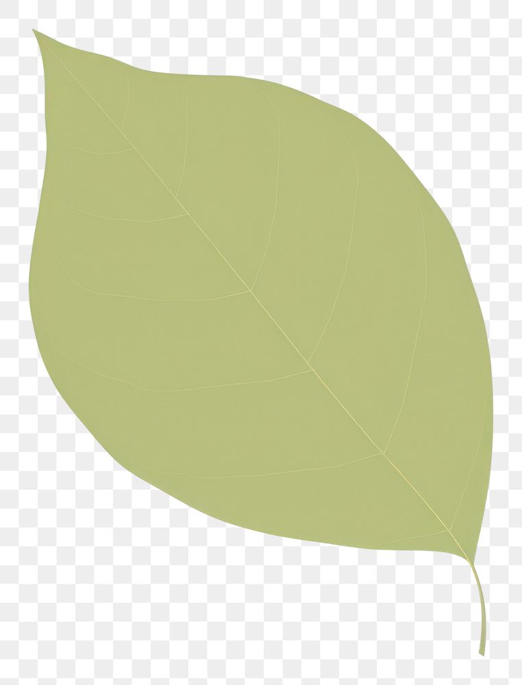 PNG  Leaf plant white background yellow. AI generated Image by rawpixel.