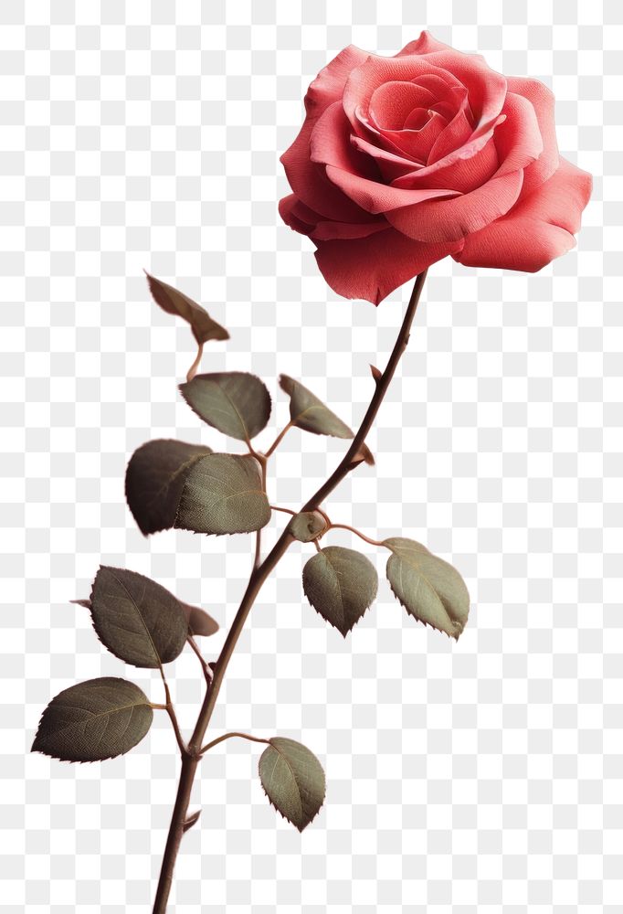PNG Flower plant rose inflorescence.