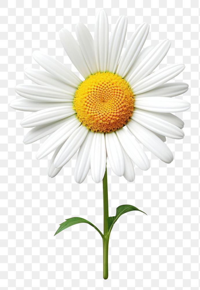 PNG  Flower daisy plant white.