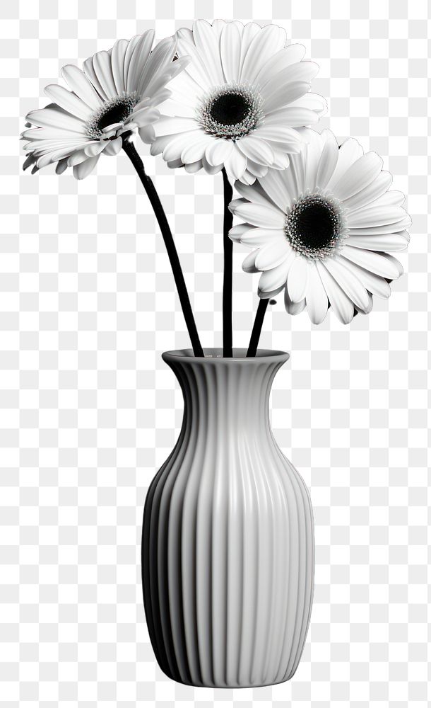 PNG Photography of flower vase daisy plant white.