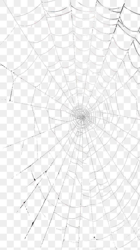 PNG Spider black backgrounds complexity.