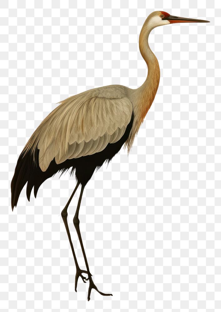 PNG  Crane animal bird ciconiiformes