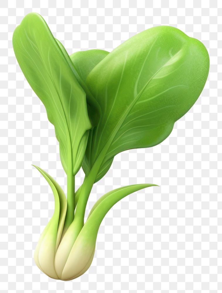 PNG  Bok choy vegetable plant leaf.