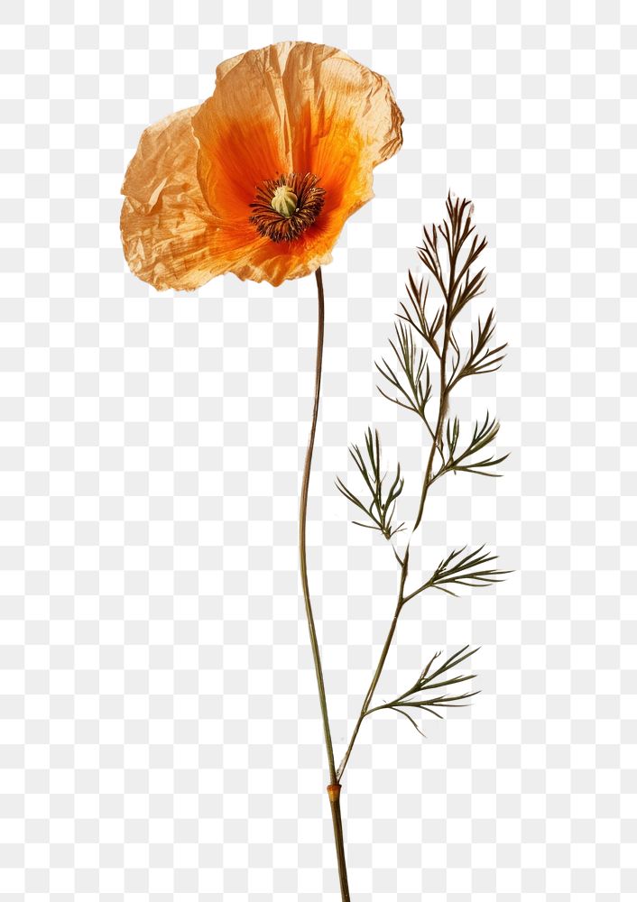 PNG Real Pressed a California Poppy flower poppy plant.