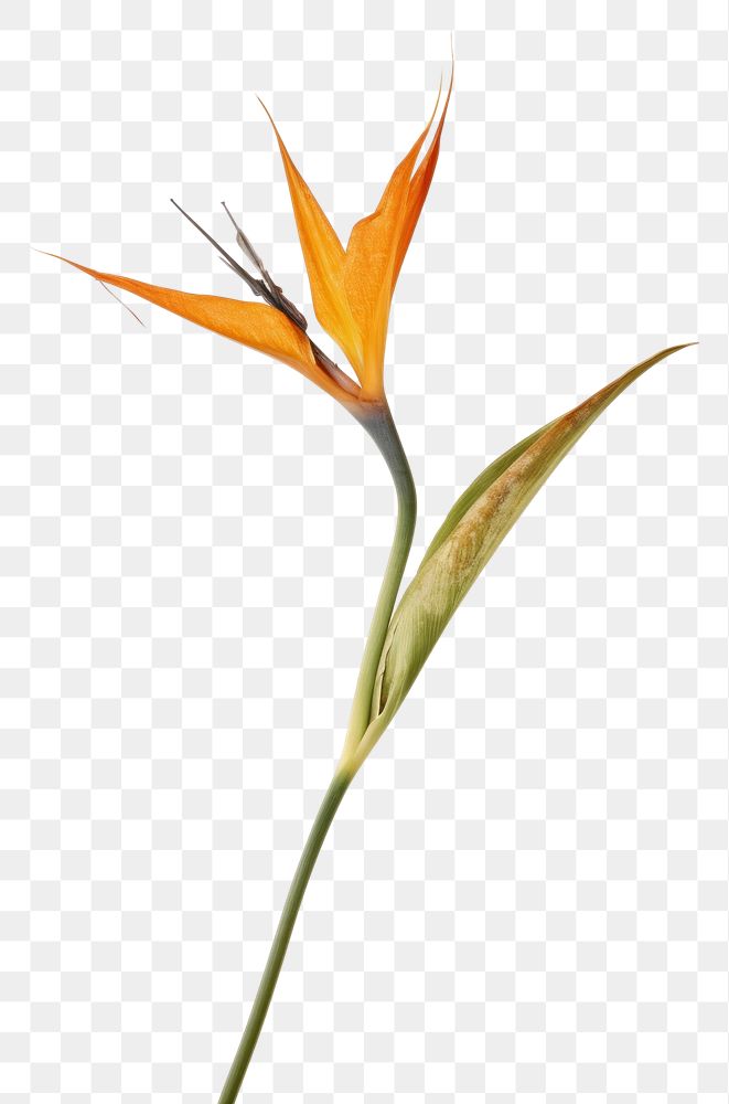 PNG Bird of paradise flower plant petal.