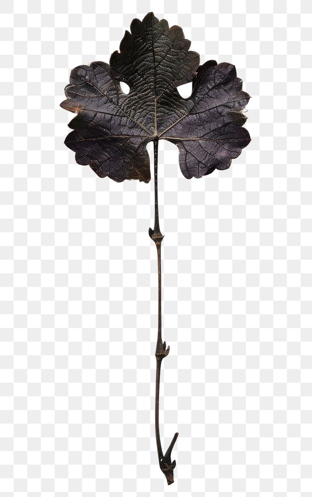 PNG Real Pressed a Grape Leaf leaf plant weaponry.