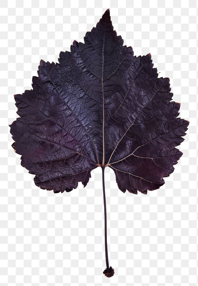 PNG Real Pressed a Grape Leaf leaf textured plant.