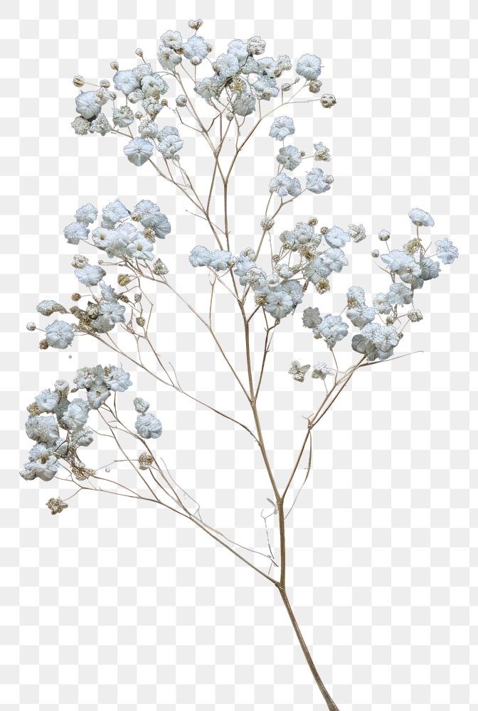 PNG Real Pressed a Gypsophila flower blossom plant.