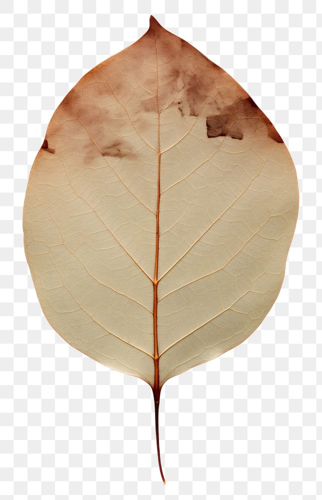 PNG Eucalyptus leaf plant tree fragility.