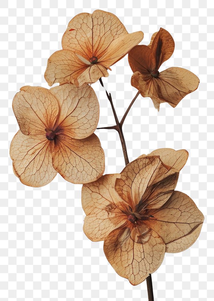 PNG Real Pressed a Hortensia flower petal plant.