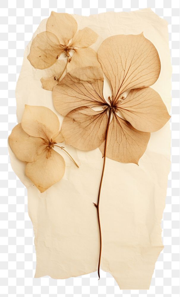 PNG Real Pressed a hydrangea flower petal plant.