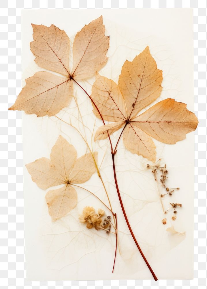 PNG Real Pressed a Ivy plant leaf tree.
