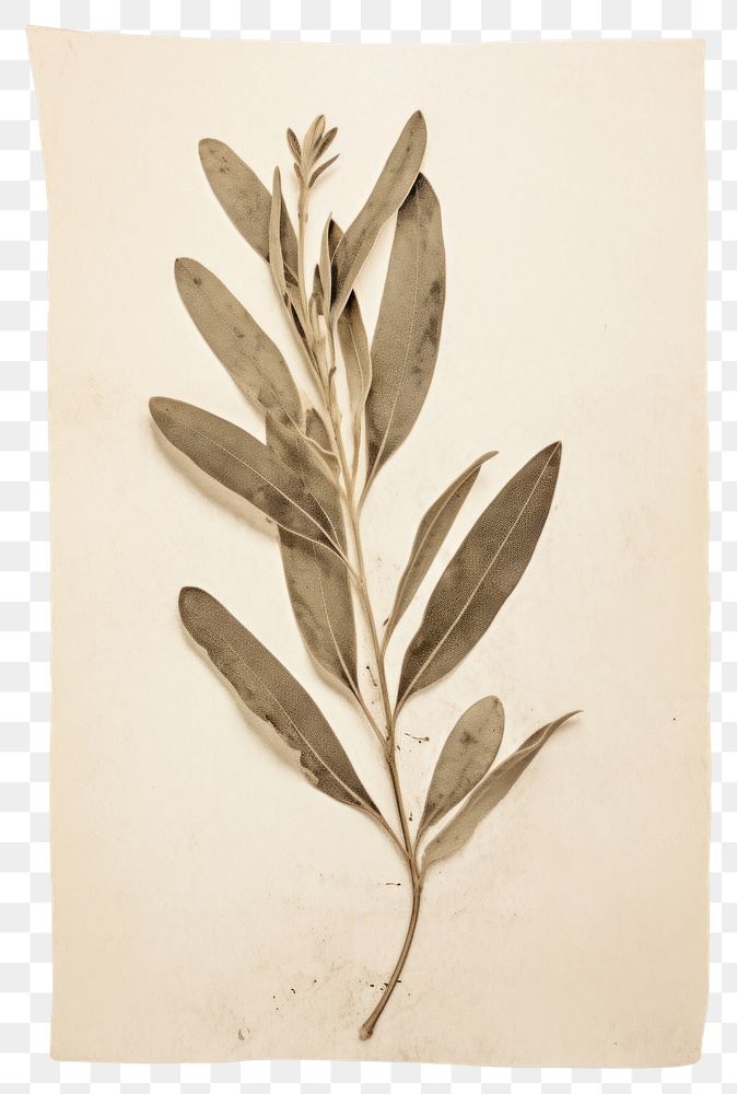 PNG Olive leaf herbs plant art.
