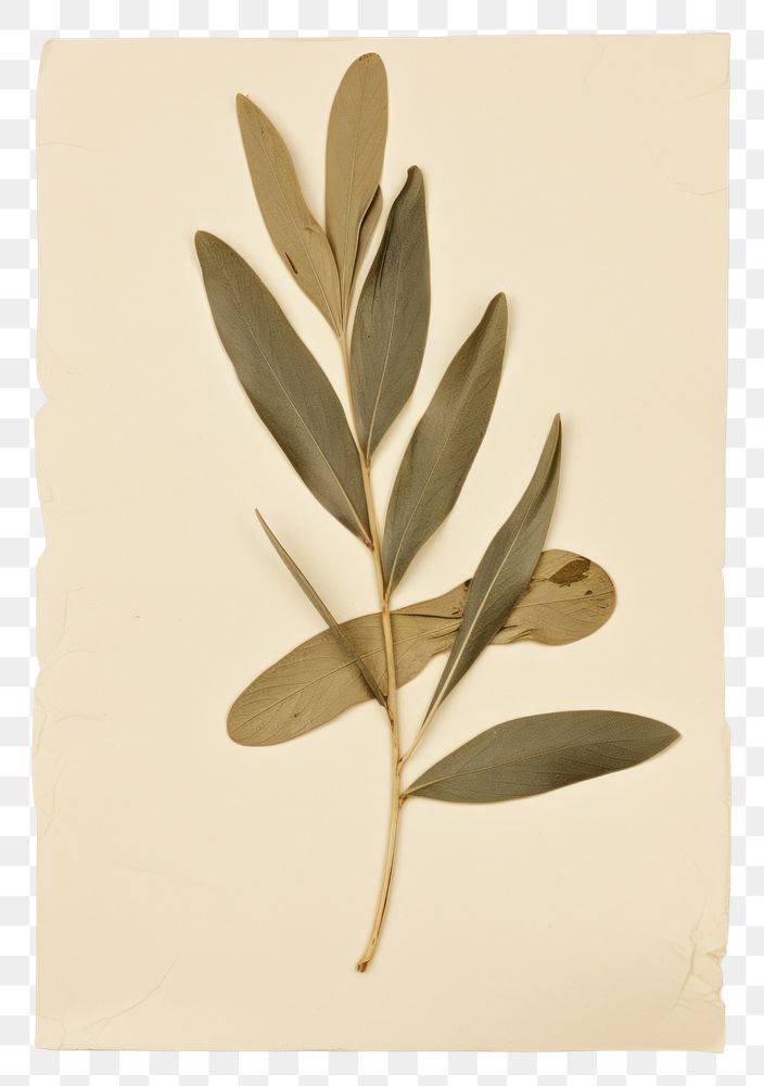 PNG Olive leaf flower plant paper.