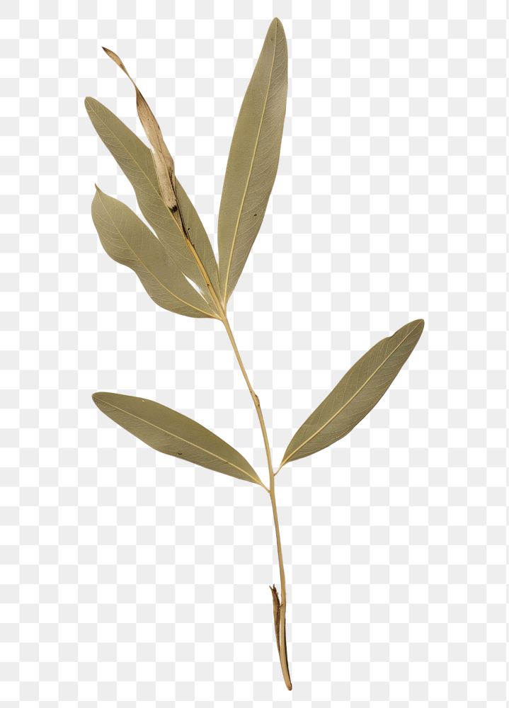 PNG Olive leaf plant herb vegetation.