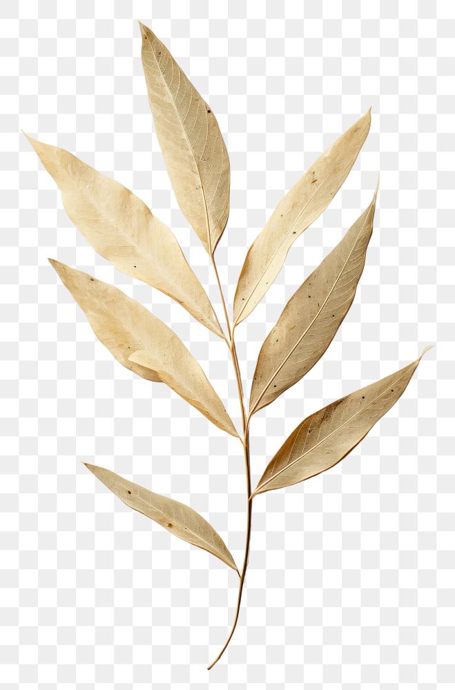 PNG Olive leaf plant tree branch.