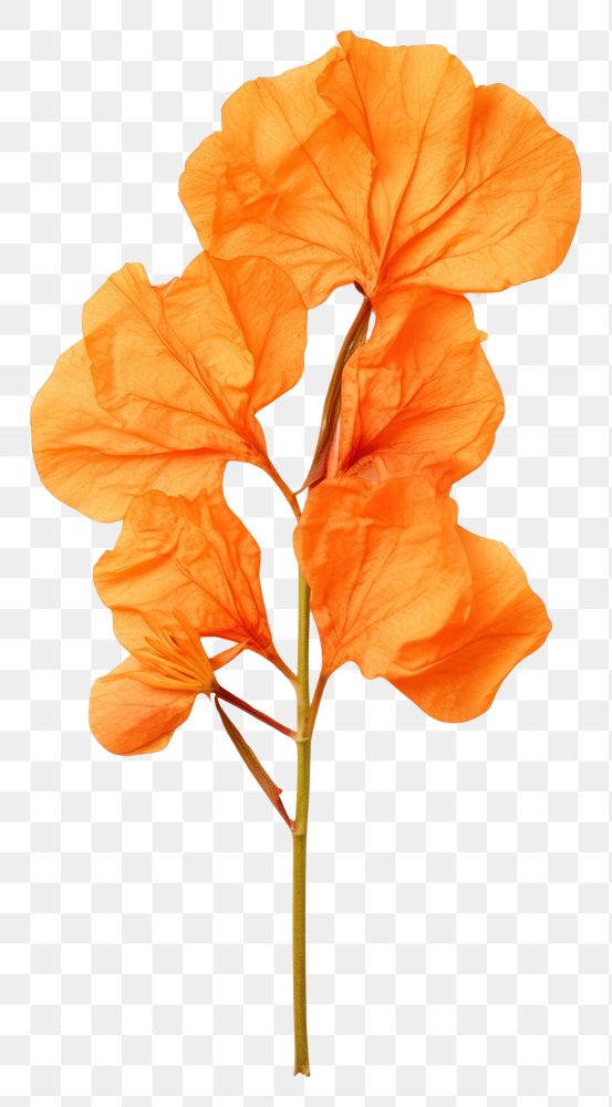 PNG Orange bougainvillea flower petal plant.