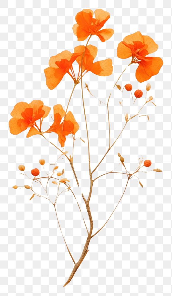 PNG Orange bougainvillea flower plant petal.