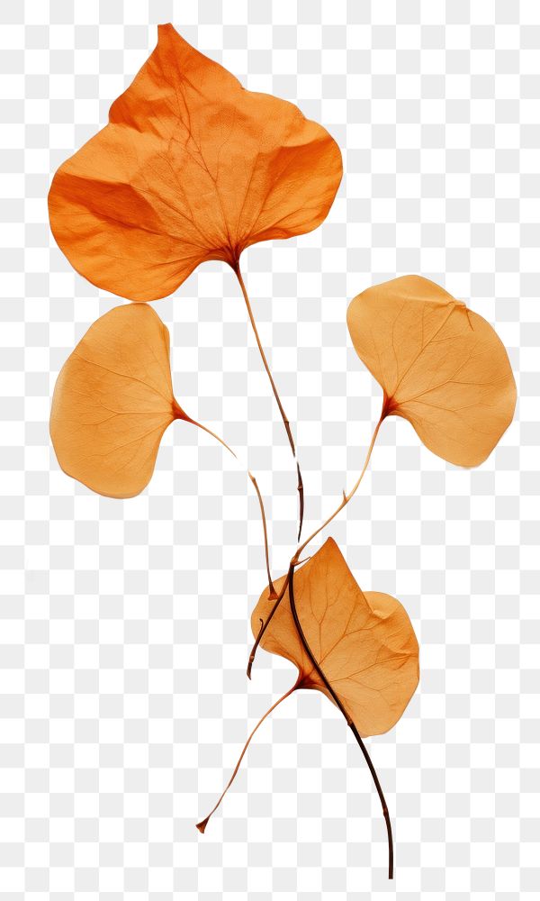 PNG Orange bougainvillea flower plant leaf.