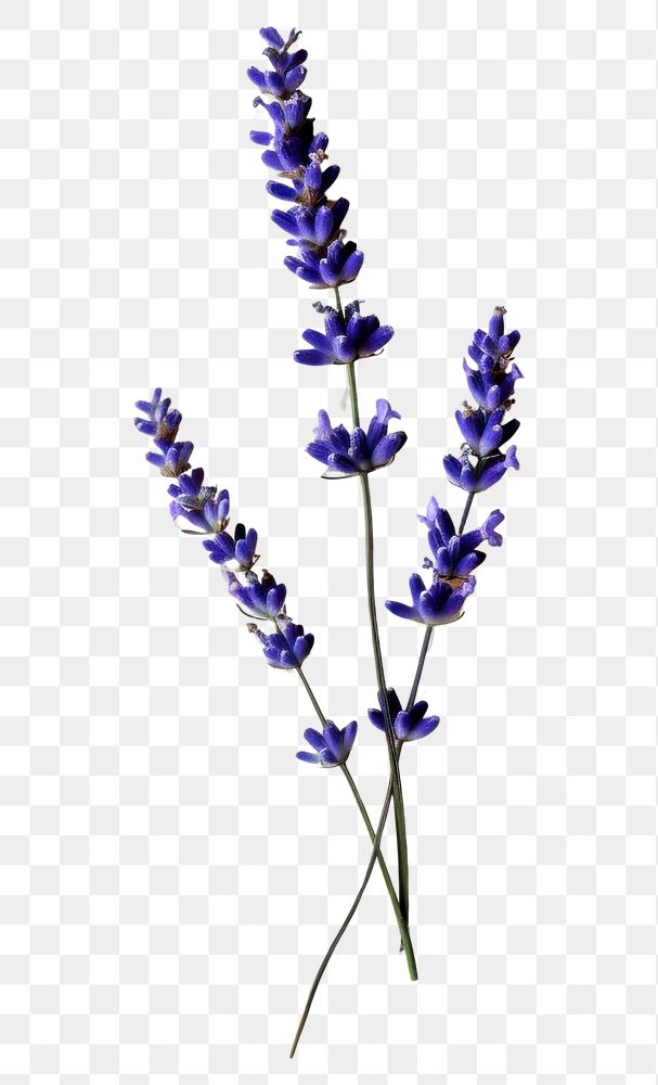 PNG Real Pressed a Lavender lavender flower plant.