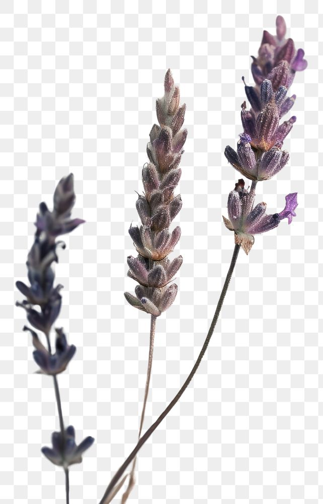 PNG Real Pressed a Lavender lavender flower blossom.