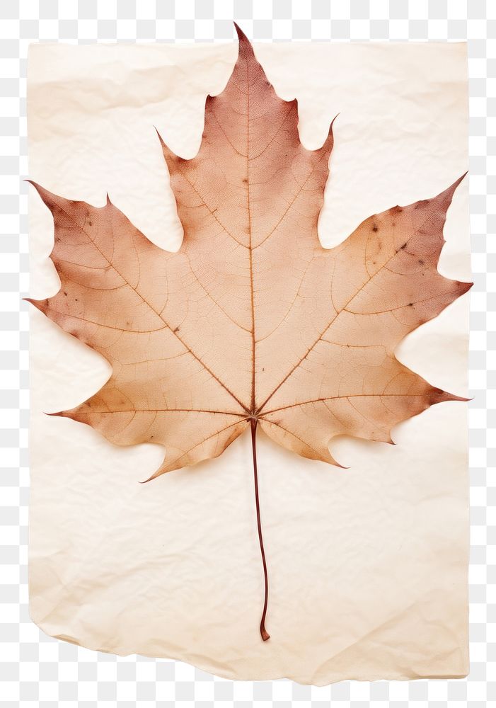 PNG Maple leaf plant paper tree.