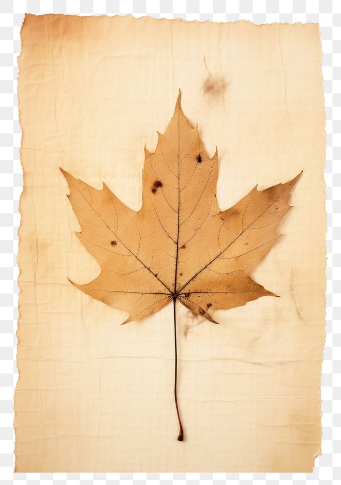 PNG Maple leaf plant paper tree.