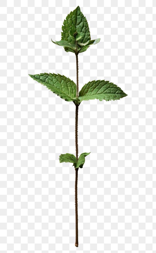 PNG Real Pressed a Mint Leaf herbs leaf plant.