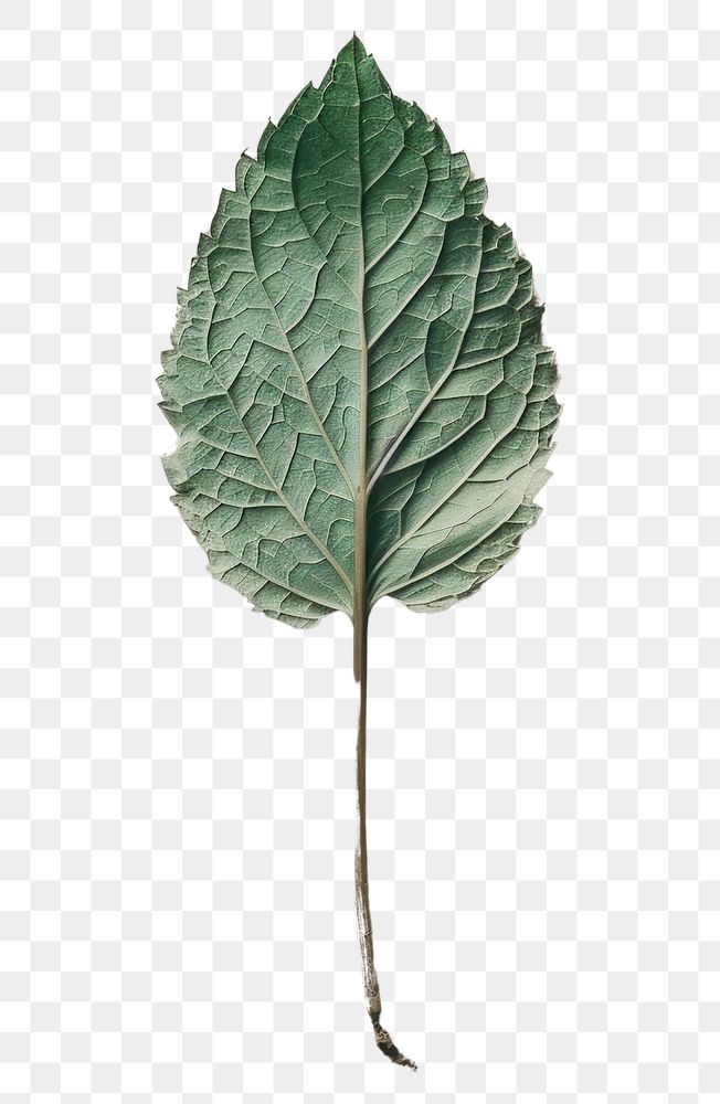 PNG Real Pressed a Mint Leaf leaf textured plant.