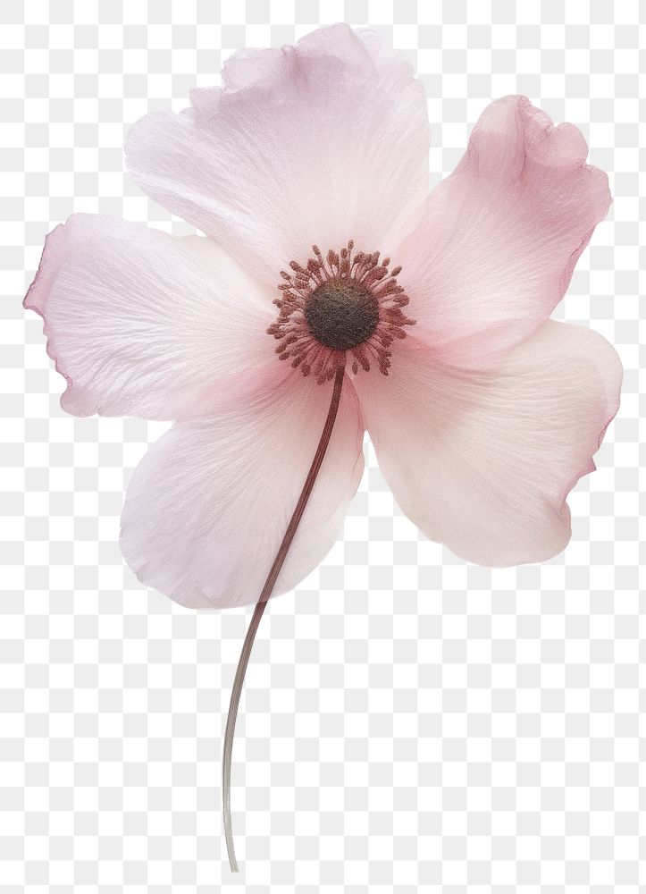 PNG Pink anemone flower blossom petal.