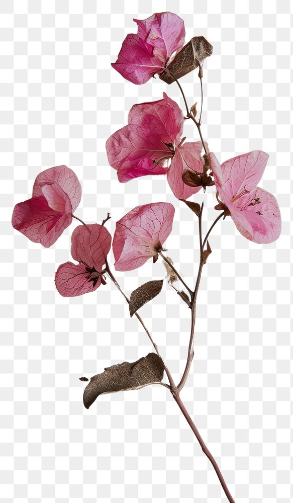 PNG Real Pressed a Pink flower plant petal pink.