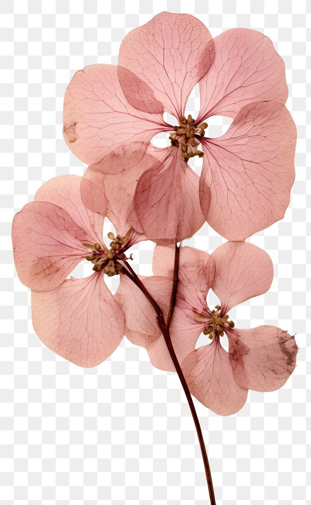 PNG Real Pressed a pink hydrangea flower blossom petal.
