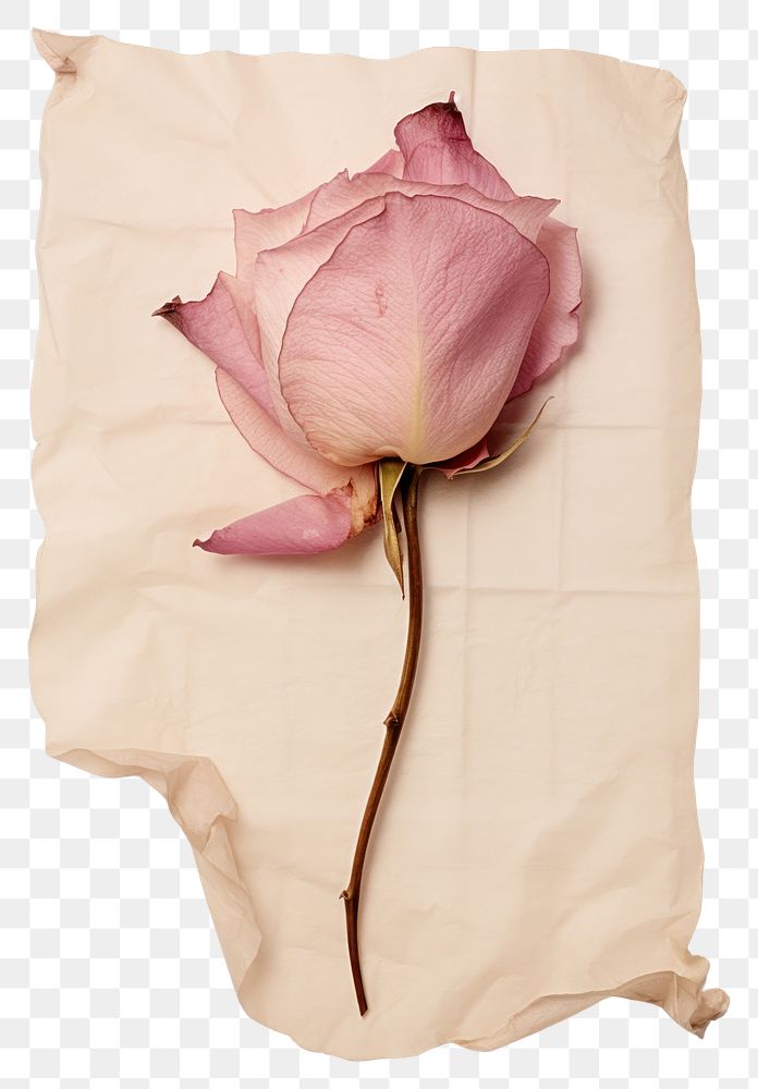 PNG Real Pressed a pink rose petal flower plant paper.
