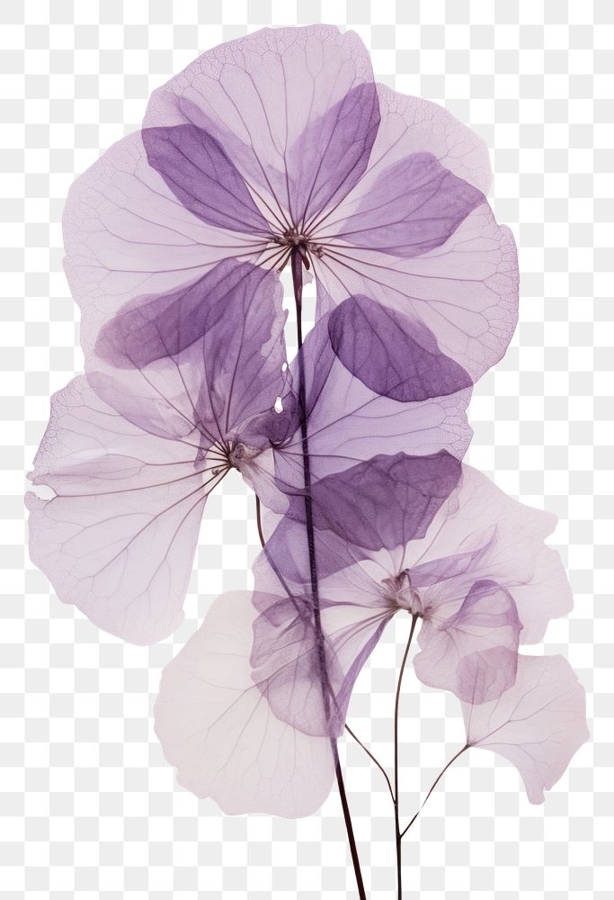 PNG Real Pressed a purple hydrangea flower petal plant.
