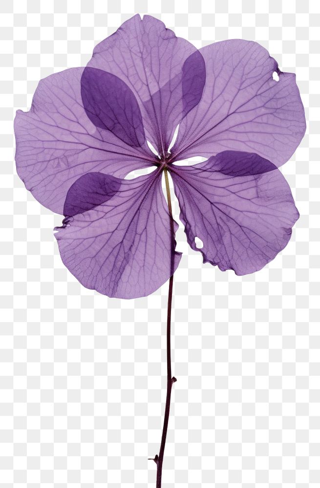 PNG Real Pressed a purple hydrangea flower blossom petal.