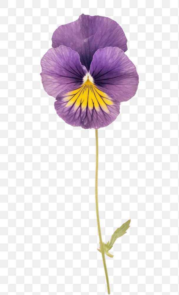 PNG Purple pansy flower plant inflorescence.