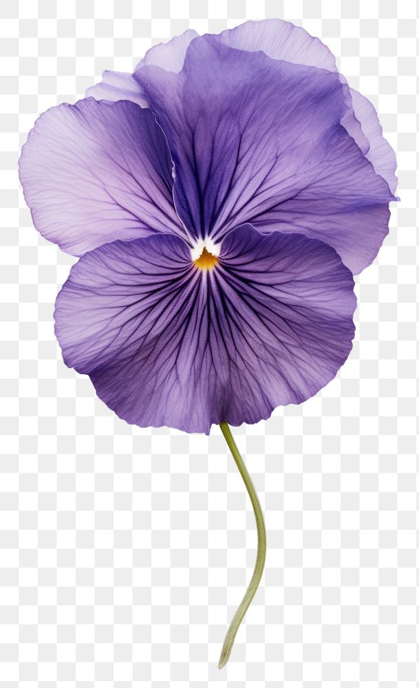 PNG Purple pansy flower petal plant.