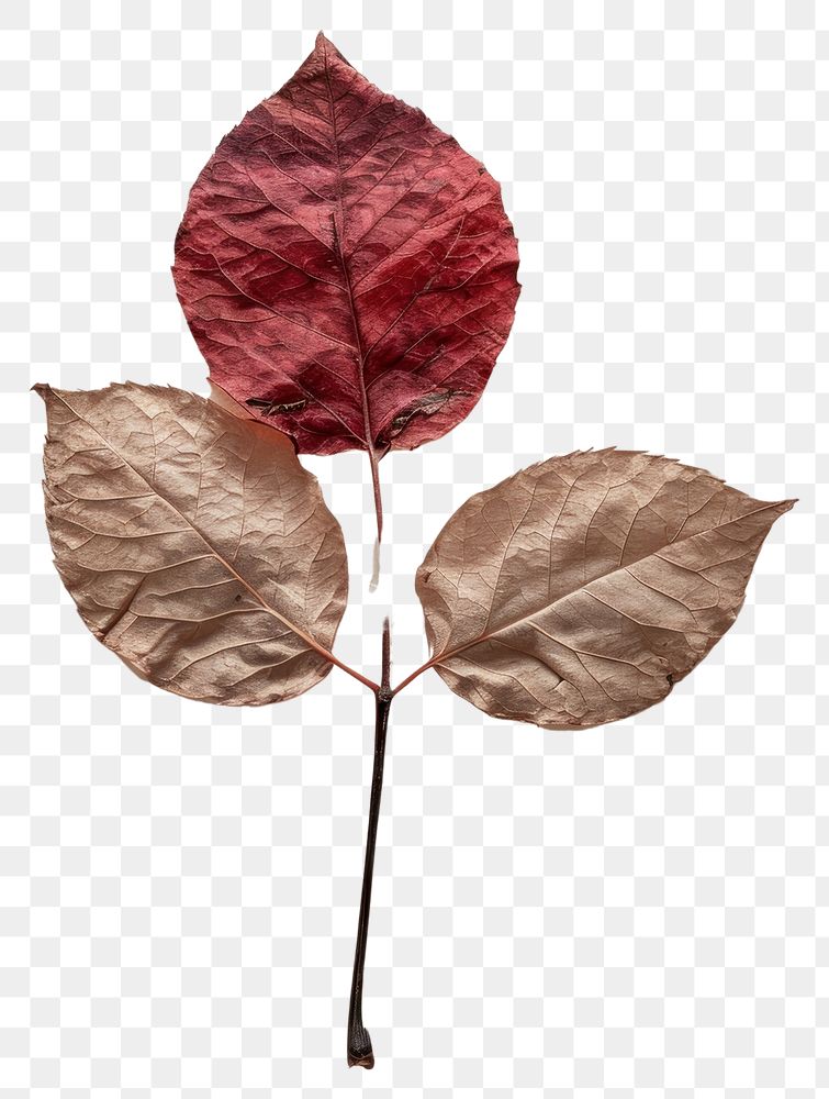 PNG Real Pressed a Rose Leaf leaf textured plant.