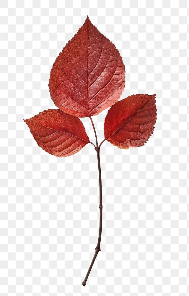 PNG Real Pressed a Rose Leaf paper leaf plant.