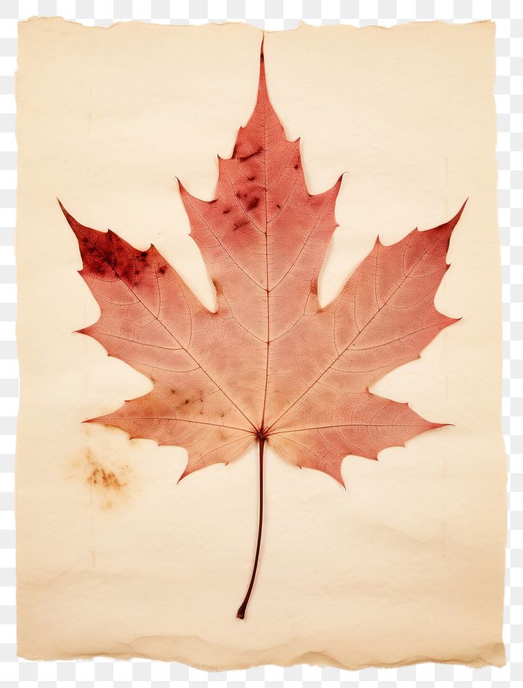 PNG Red maple leaf plant paper tree.