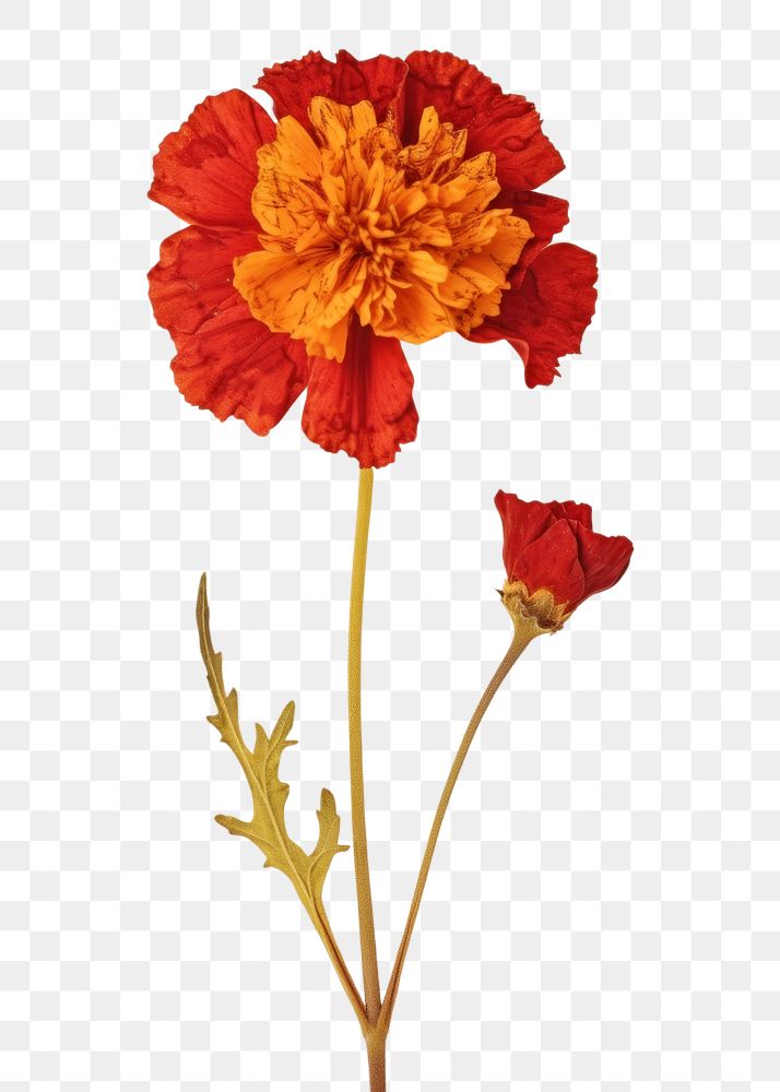PNG Real Pressed a red marigold flower petal plant.