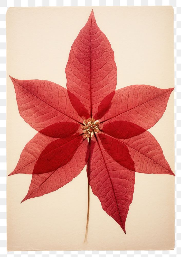 PNG Red Poinsettia flower plant leaf.